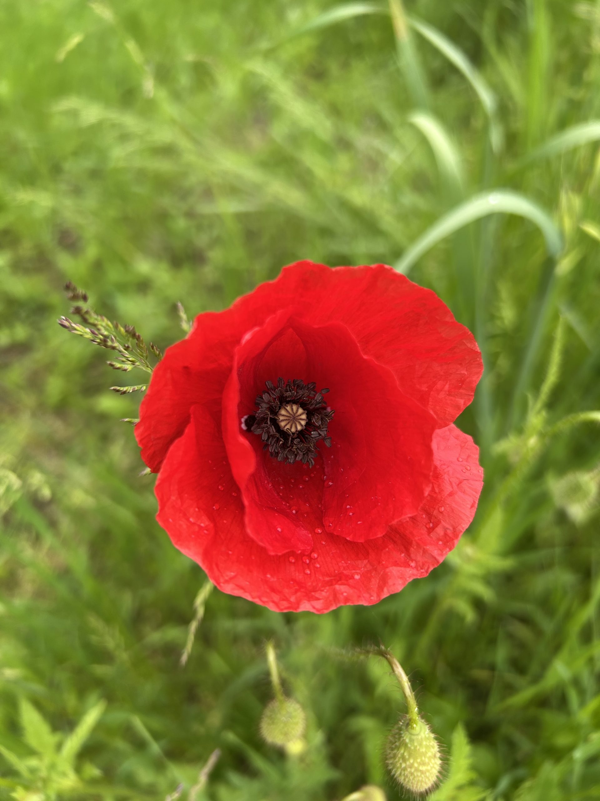 Portret Antonela G., avocat