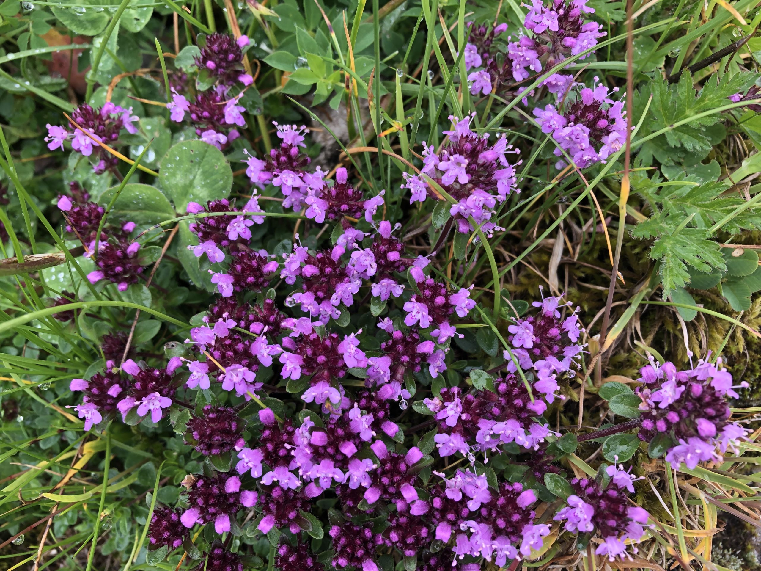 Portret Adrian P., economist