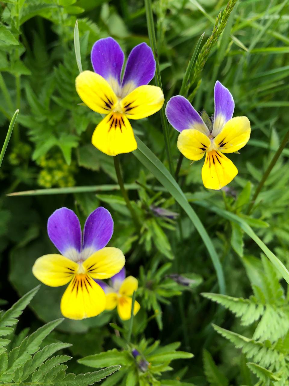 Portret Narina D., notar public