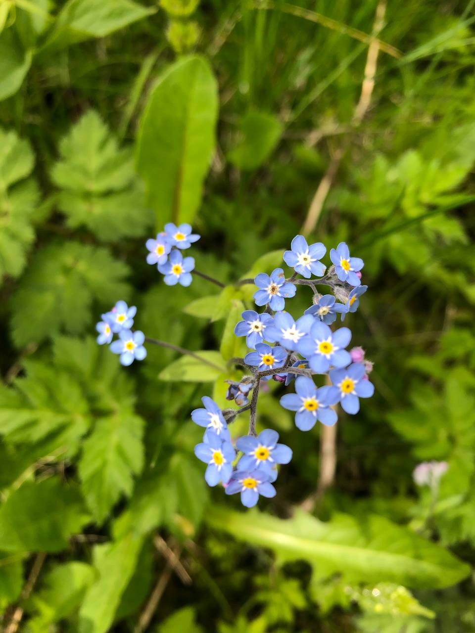 Portret Claudia G., arhitect