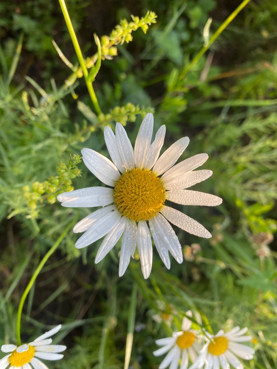 Portret Camelia A., traducător