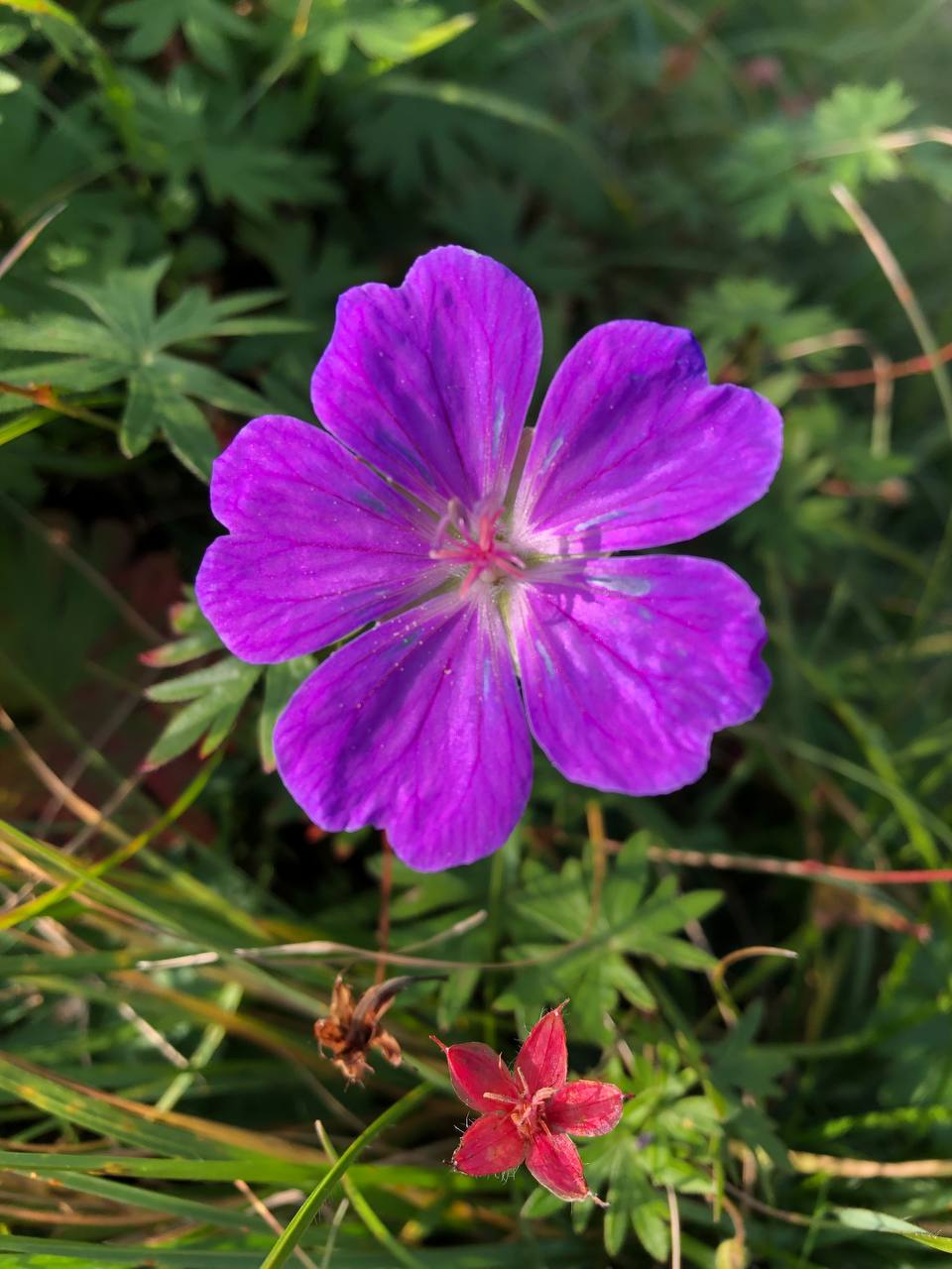 Portret Emilena D., medic stomatolog