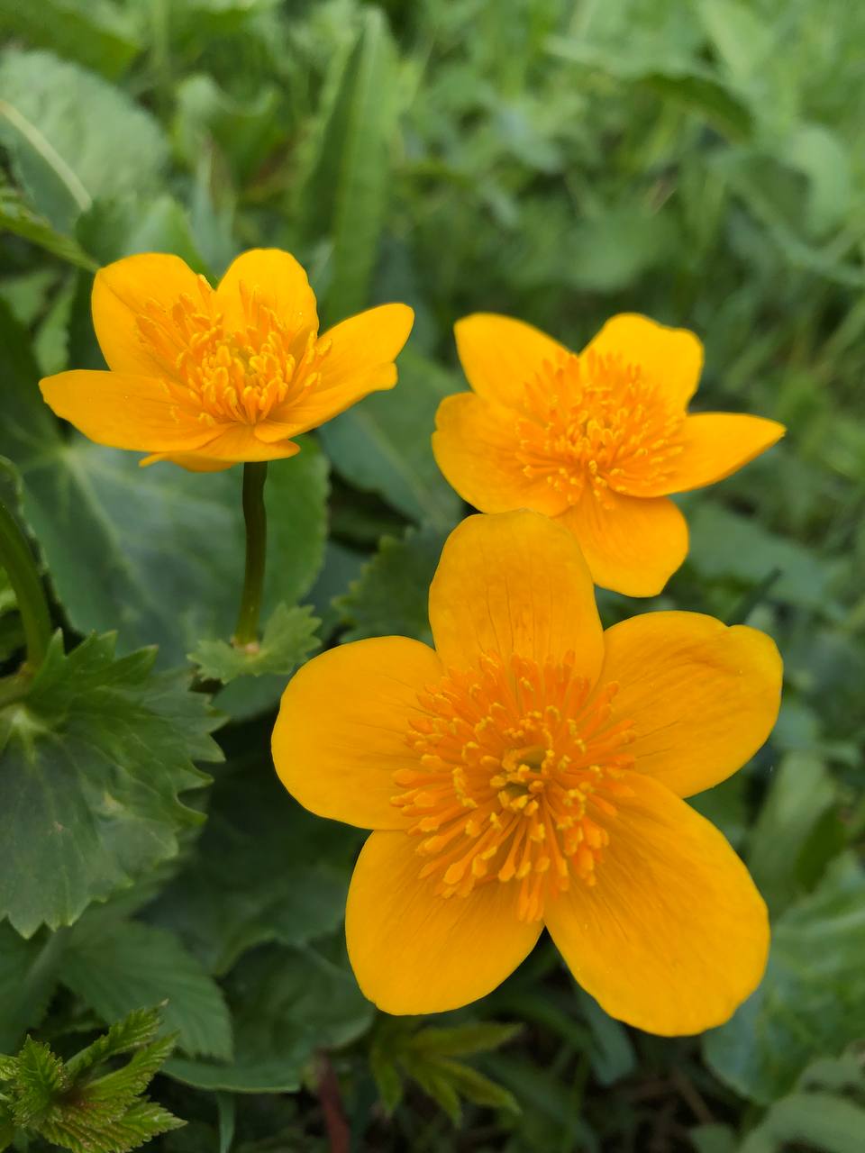 Portret Carina C., educator